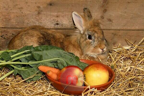 Bildagentur | mauritius images | Dwarf-rabbits, feed, fruit, vegetables,